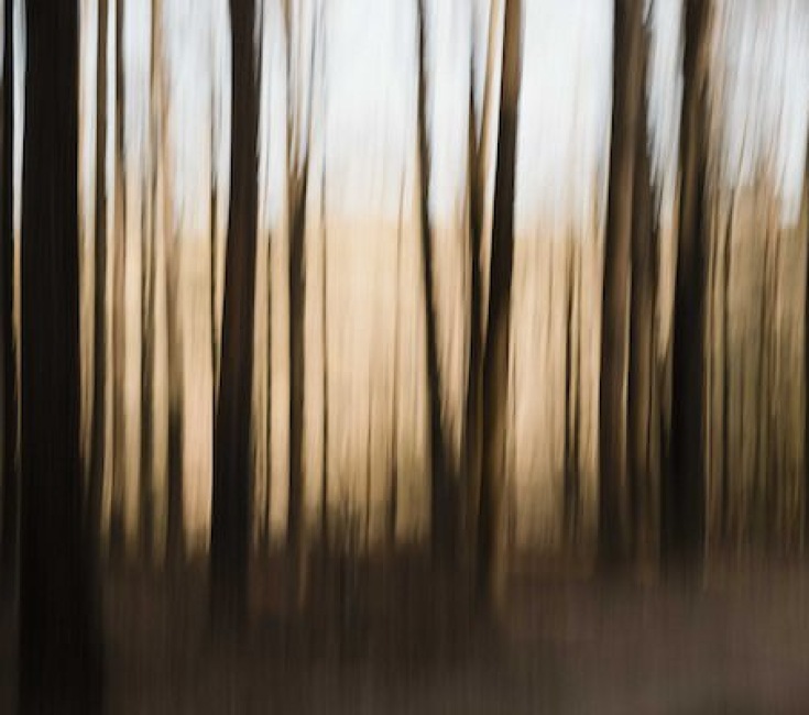 Abstract photos of trees